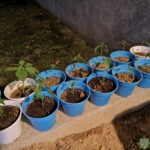 Barisan pasu dan anak-anak pokok di kebun komuniti surau.