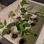 Anak pokok kacang panjang di dalam kotak hidroponik.